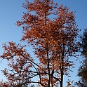 platanus racemosa
